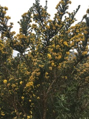 Aspalathus excelsa