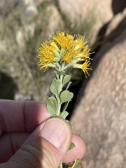 Ericameria cuneata spathulata