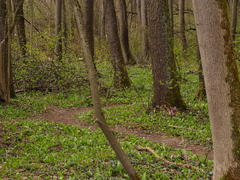 Allium ursinum