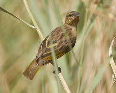 Ploceus melanocephalus