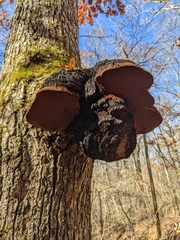 Phellinus everhartii