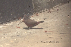 Lagonosticta rubricata