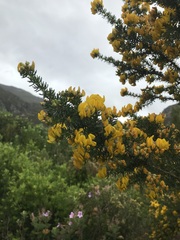 Aspalathus excelsa