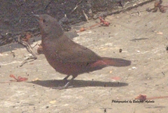 Lagonosticta rubricata