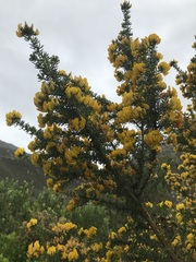 Aspalathus excelsa