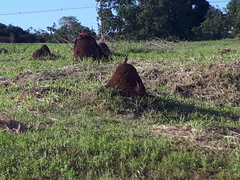 Camponotus punctulatus