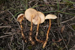 Gymnopus dryophilus