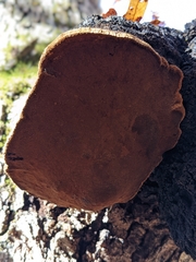 Phellinus everhartii