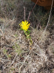 Grindelia lanceolata