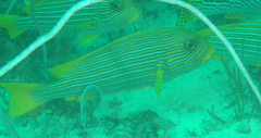 Plectorhinchus polytaenia
