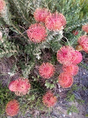 Leucospermum