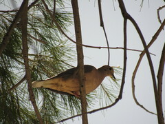 Zenaida auriculata