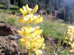 Lupinus