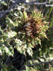 Berkheya barbata