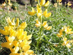 Lupinus