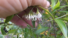 Coptosperma supra-axillare