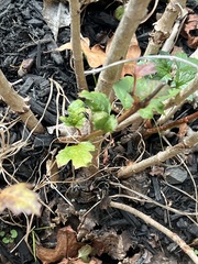 Physocarpus opulifolius