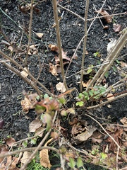 Physocarpus opulifolius