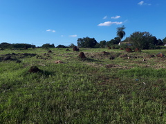 Camponotus punctulatus