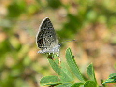 Hemiargus ceraunus filenus