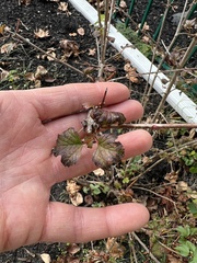 Physocarpus opulifolius