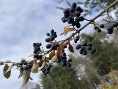 Ligustrum obtusifolium