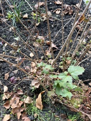 Physocarpus opulifolius