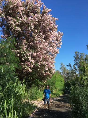 Tabebuia rosea observed 2017-11-03