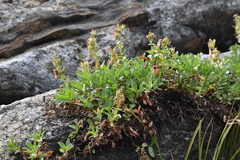 Penstemon ellipticus