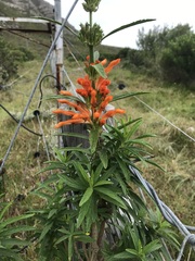 Leonotis leonurus