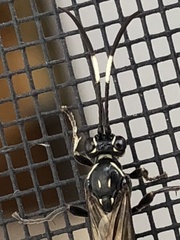 Coelichneumon eximius