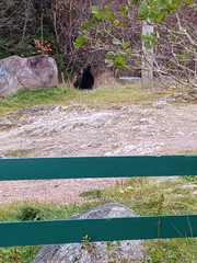 Ursus americanus hamiltoni