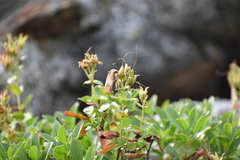Penstemon ellipticus
