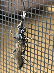 Coelichneumon eximius