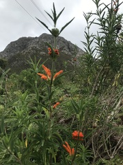 Leonotis leonurus