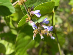 Calopogonium caeruleum