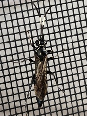 Coelichneumon eximius