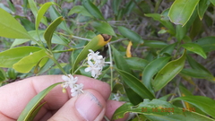 Coptosperma supra-axillare