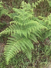 Pteridium aquilinum capense