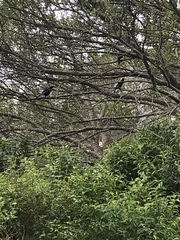 Onychognathus morio morio