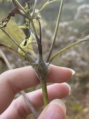 Neolasioptera eupatorii