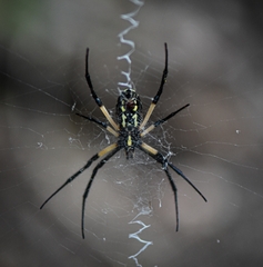 Argiope aurantia