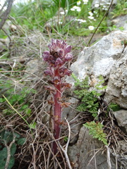 Orobanche pubescens