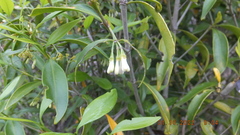 Coptosperma supra-axillare