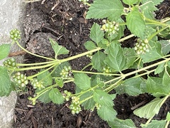 Lantana urticoides