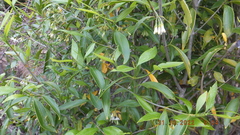 Coptosperma supra-axillare