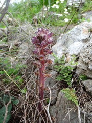 Orobanche pubescens