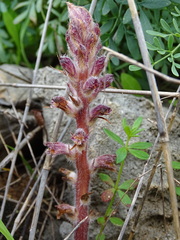 Orobanche pubescens