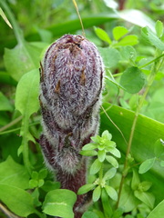 Orobanche pubescens