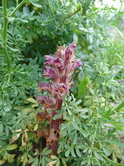 Orobanche pubescens